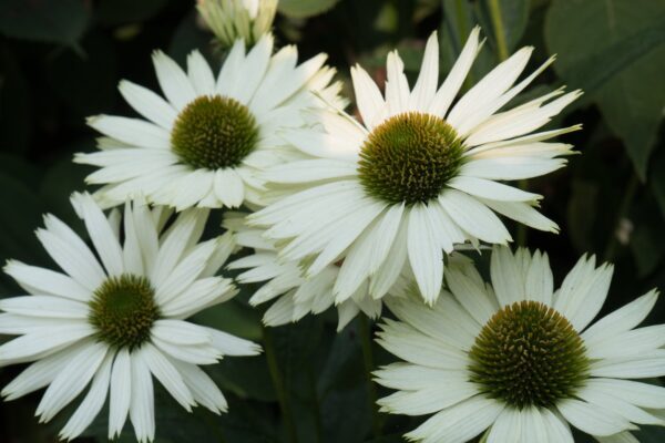 Echinacea jeżówka VIRGIN - 1