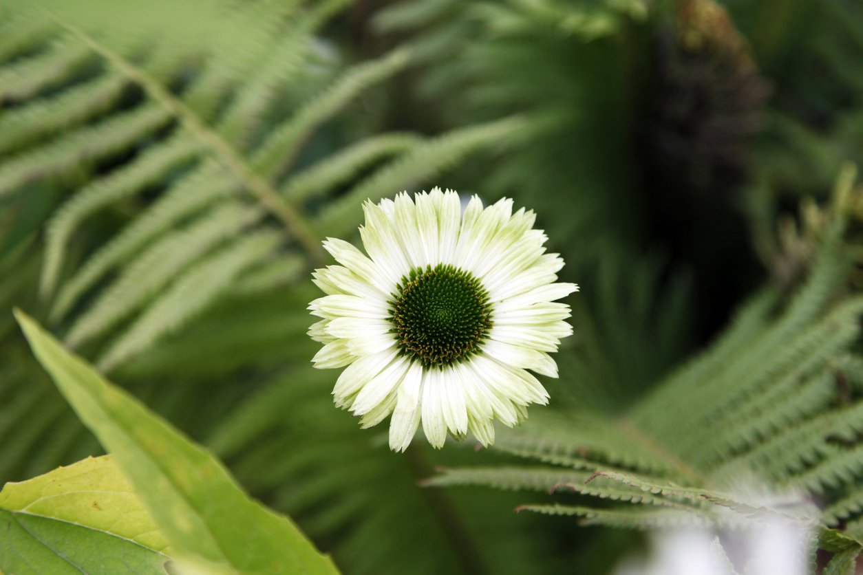 Echinacea jeżówka VIRGIN - 2