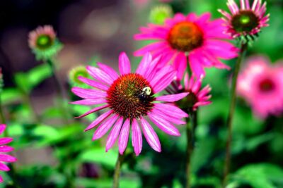 Echinacea jeżówka PURPLE EMPEROR