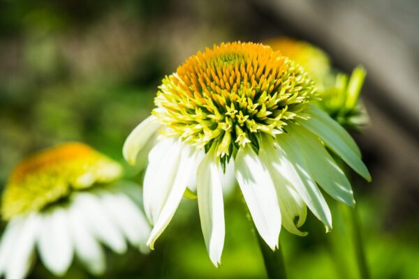 Echinacea jeżówka COCONUT LIME