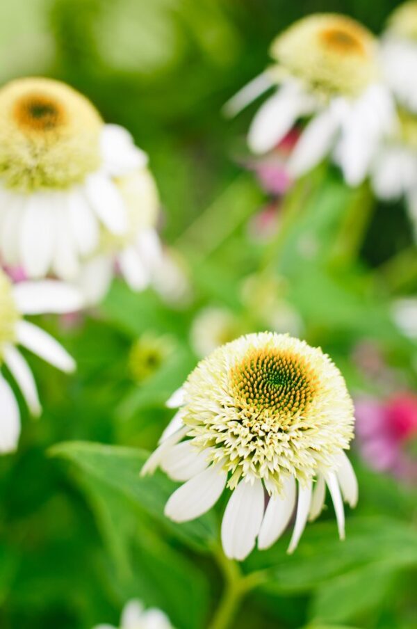 Echinacea jeżówka COCONUT LIME