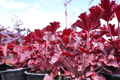 Żurawka NORTHERN EXPOSURE RED