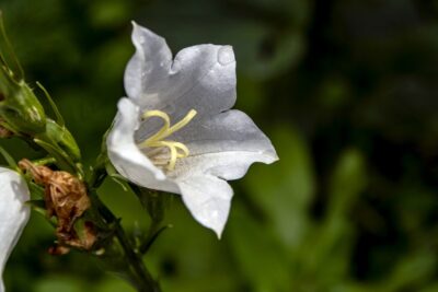 Dzwonek karpacki PEARL WHITE