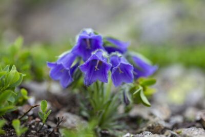 Dzwonek karpacki PEARL BLUE