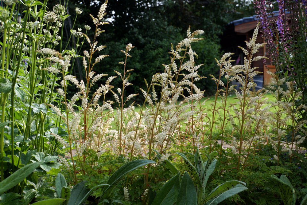 Parzydło blekolistne ażurowe - 3