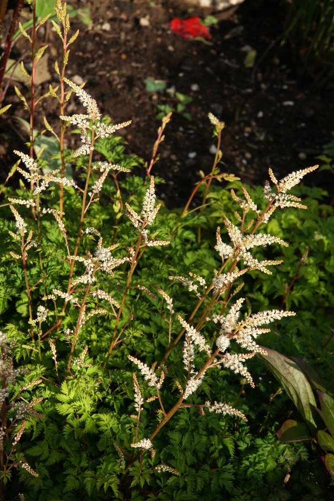 Parzydło blekolistne ażurowe - 6