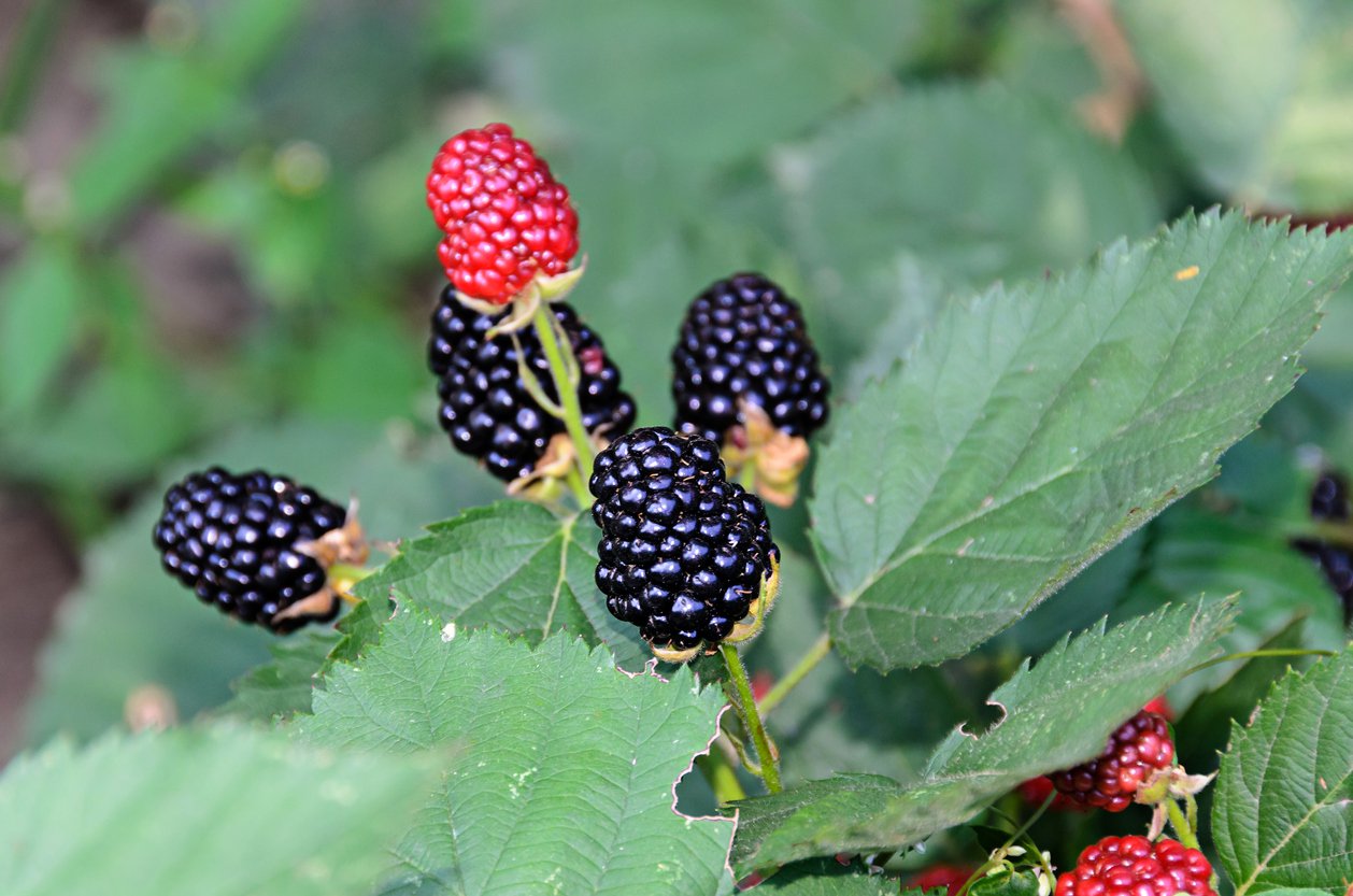 Jeżyna bezkolcowa DIRKSEN - 3