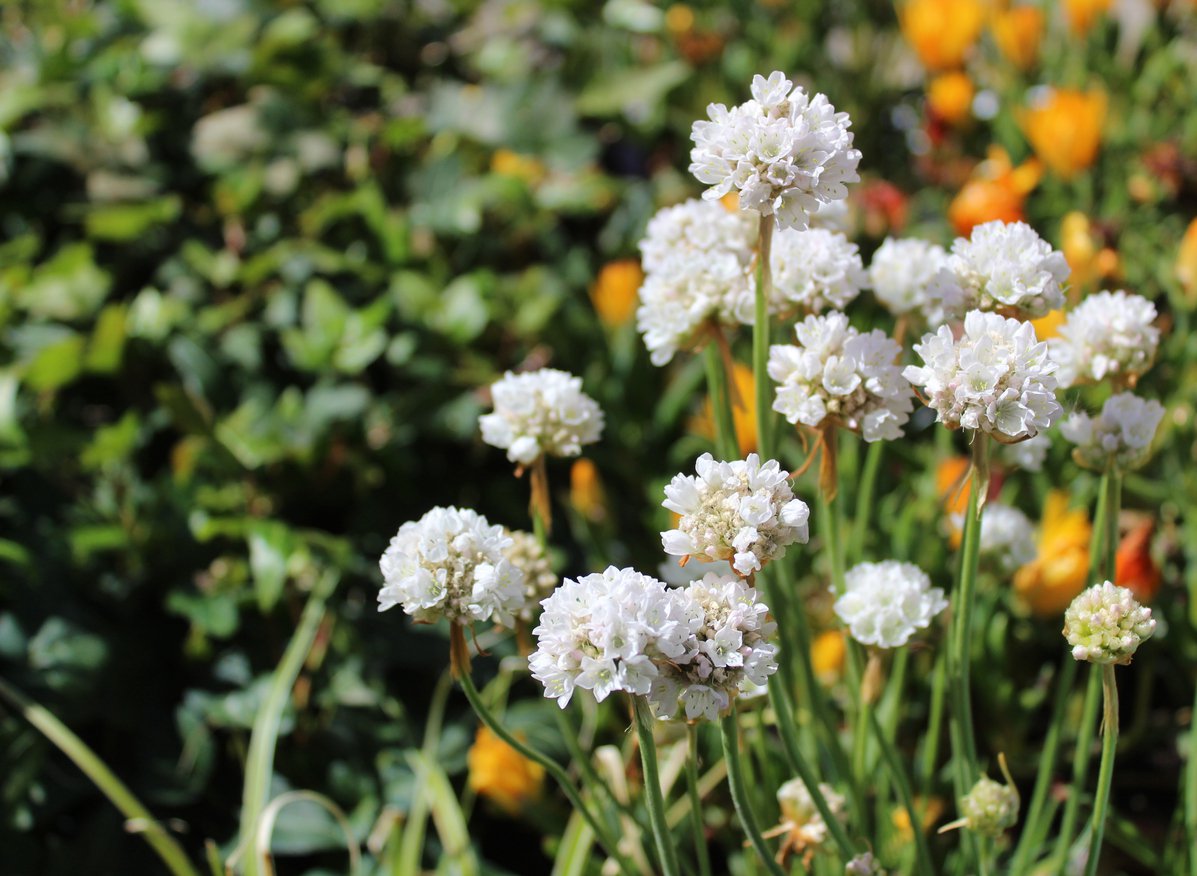 Zawciąg nadmorski ALBA - 3