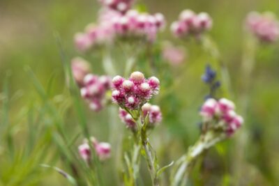 Ukwap dwupienny Antennaria Dioica