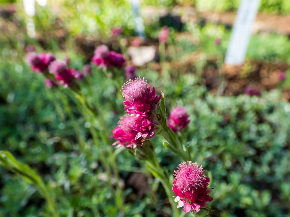 Ukwap dwupienny Antennaria Dioica - 2