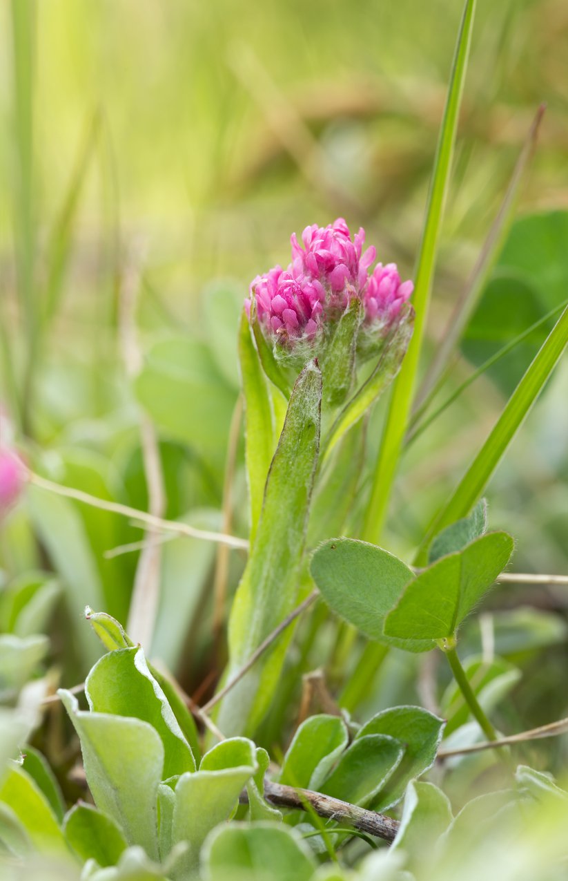 Ukwap dwupienny Antennaria Dioica - 3