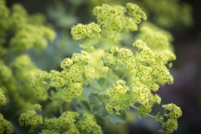 Przywrotnik ostroklapowy AUSLESE