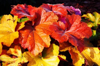 Żurawka SOUTHERN COMFORT