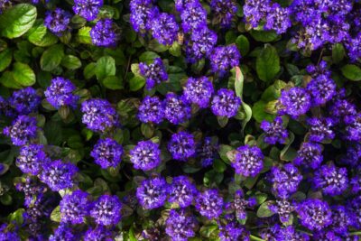 Dąbrówka rozłogowa ATROPURPUREA