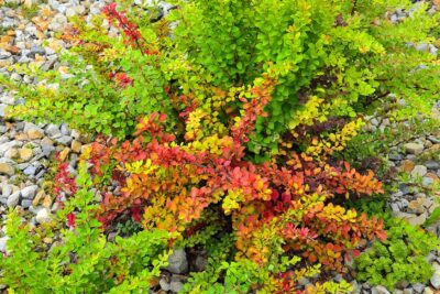 berberys Thunberga POWWOW