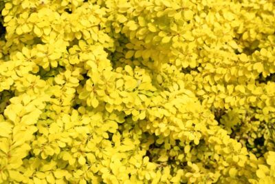 Berberys Thunberga BONANZA GOLD