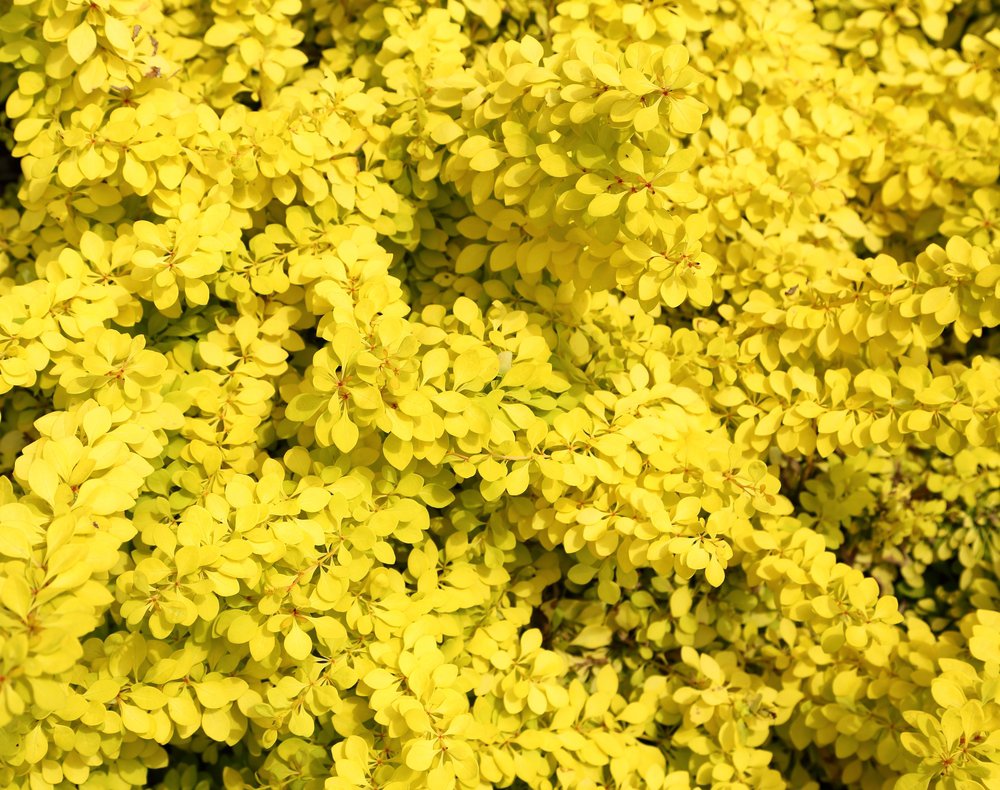 Berberys Thunberga BONANZA GOLD