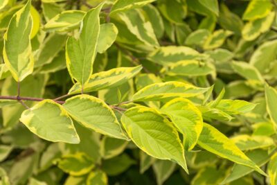 Dereń biały SPAETHII