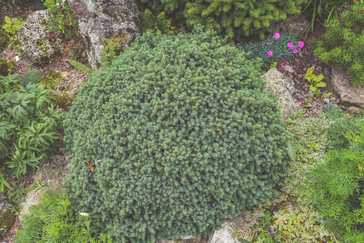 ŚWIERK POSPOLITY LITTLE GEM