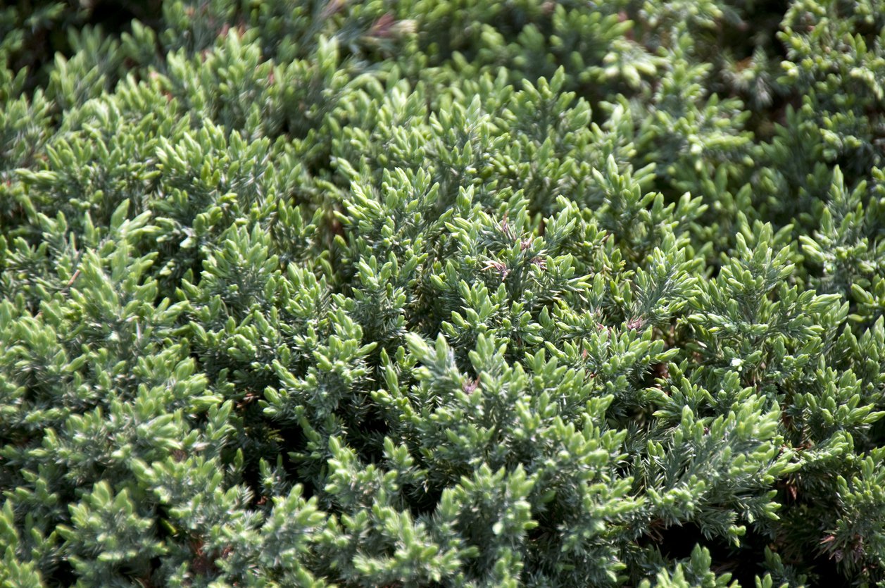 Jałowiec nadbrzeżny SCHLAGER - 3