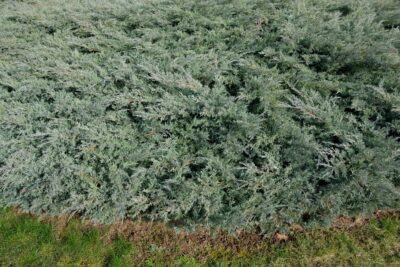 Jałowiec nadbrzeżny SCHLAGER