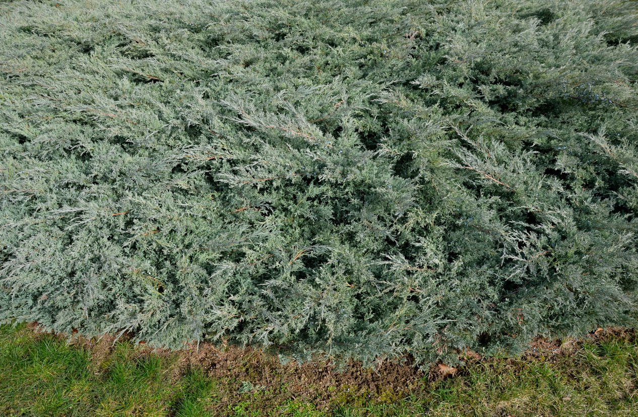 Jałowiec nadbrzeżny SCHLAGER