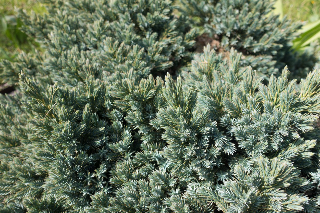 Jałowiec nadbrzeżny SCHLAGER - 2