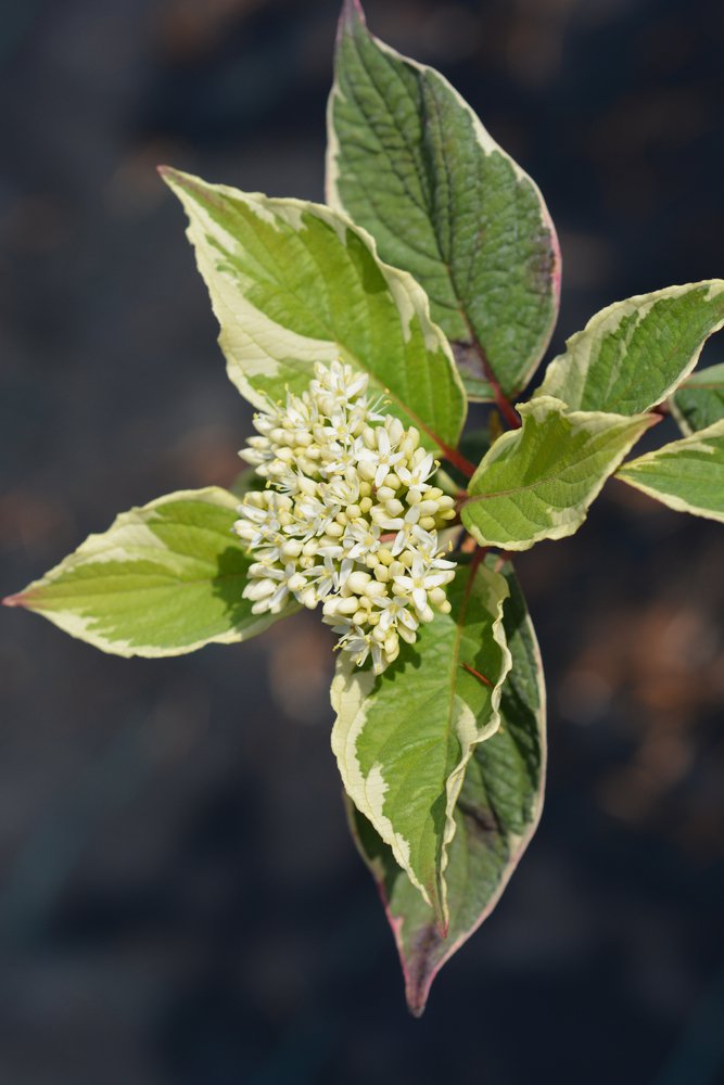 Dereń biały GOUCHAULTII