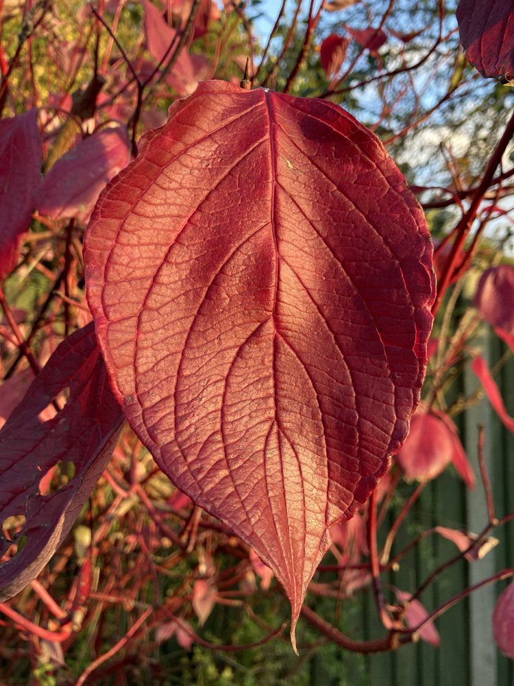 Dereń biały SIBIRICA
