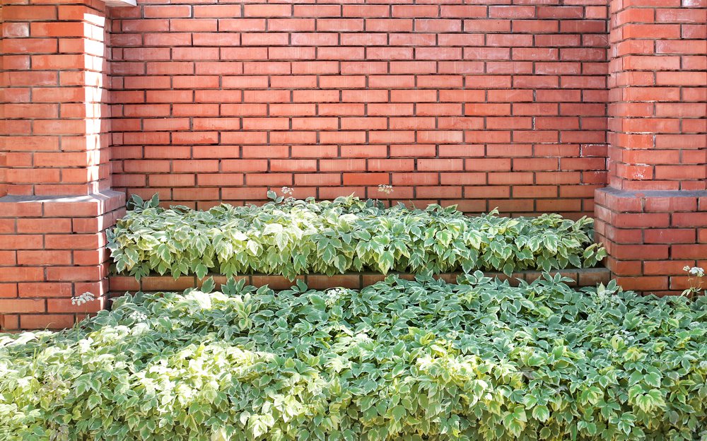 Dereń biały IVORY HALO - 2