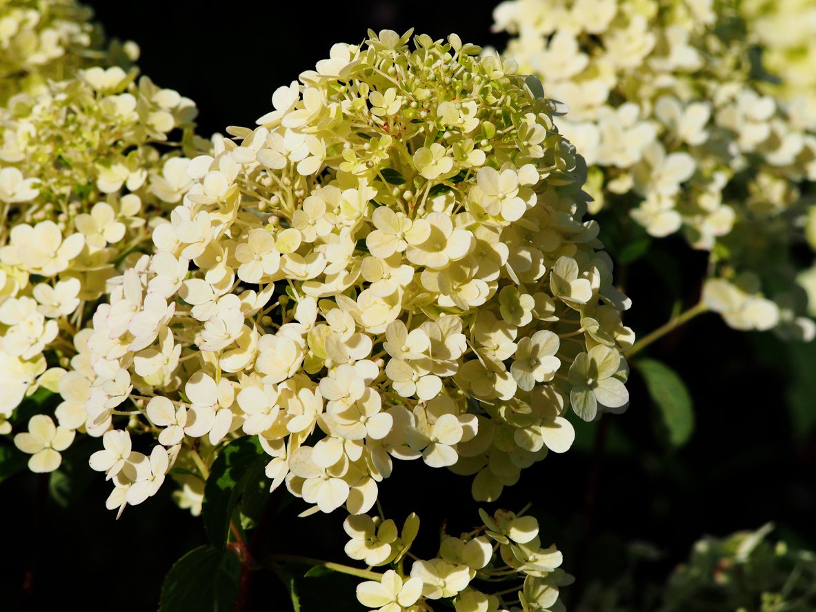 Hortensja bukietowa BOBO - 3