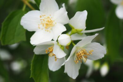 Jaśminowiec SNOWBELLE