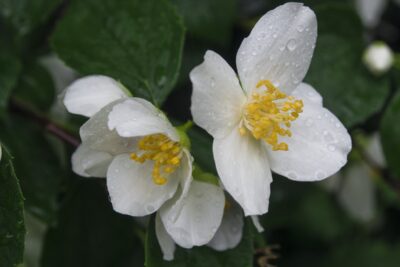 Jaśminowiec STARBRIGHT