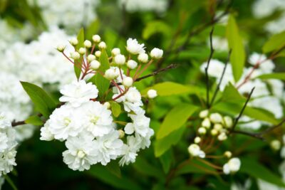 Jaśminowiec SCHNEESTURM
