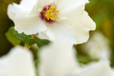 Jaśminowiec BELLE ETOILE