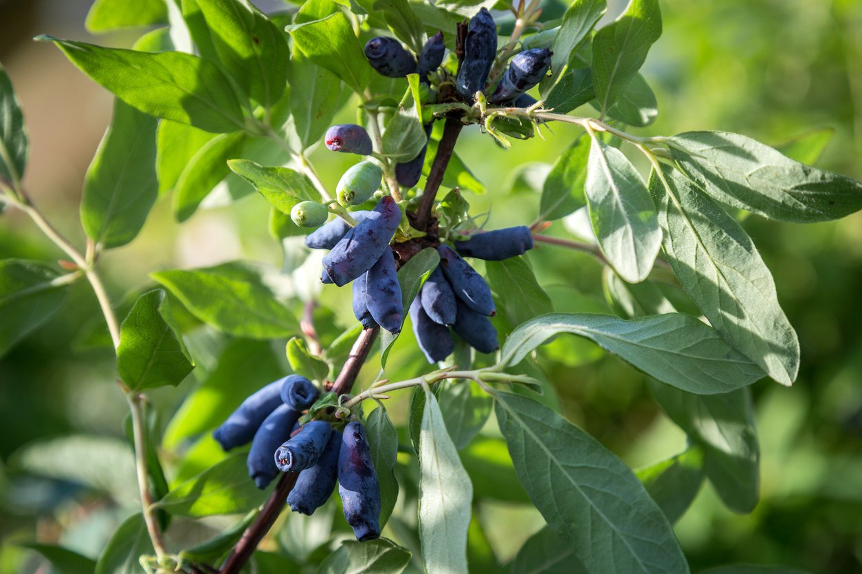 Jagoda kamczacka VELIKAN 3 letnia - 3