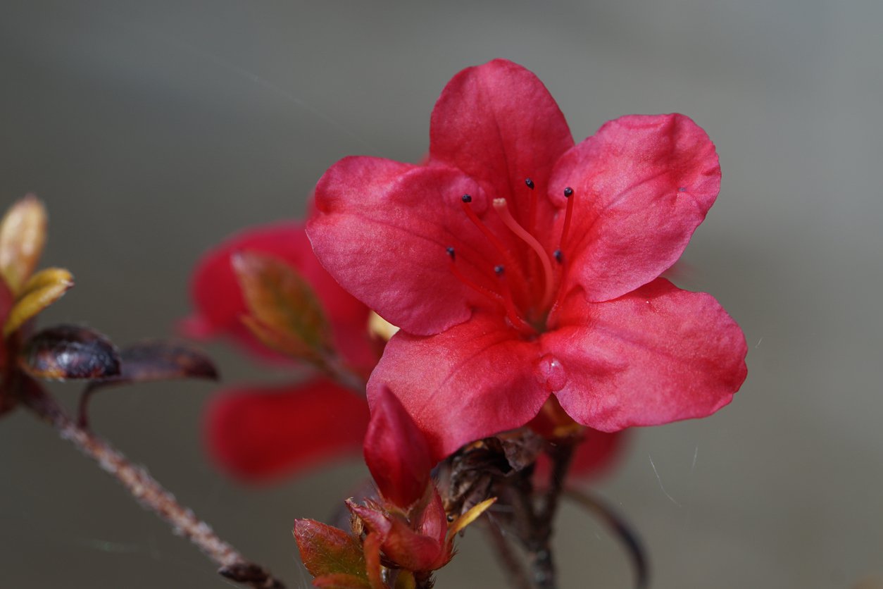 Azalia japońska MARUSCHKA - 3