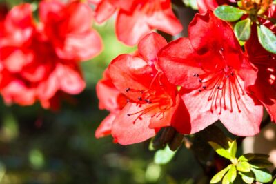 Azalia japońska MARUSCHKA