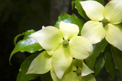 Dereń kousa BIG APPLE szczepiony KRZEW