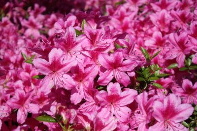 Azalia japońska KERMISINA