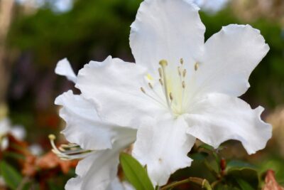 Azalia japońska ADONIS