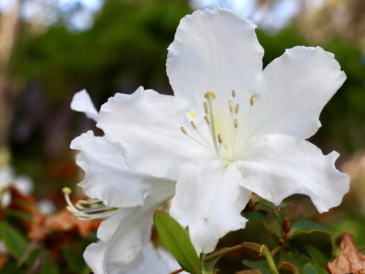 Azalia japońska ADONIS