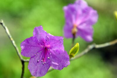 Azalia japońska BLAUE DONAU