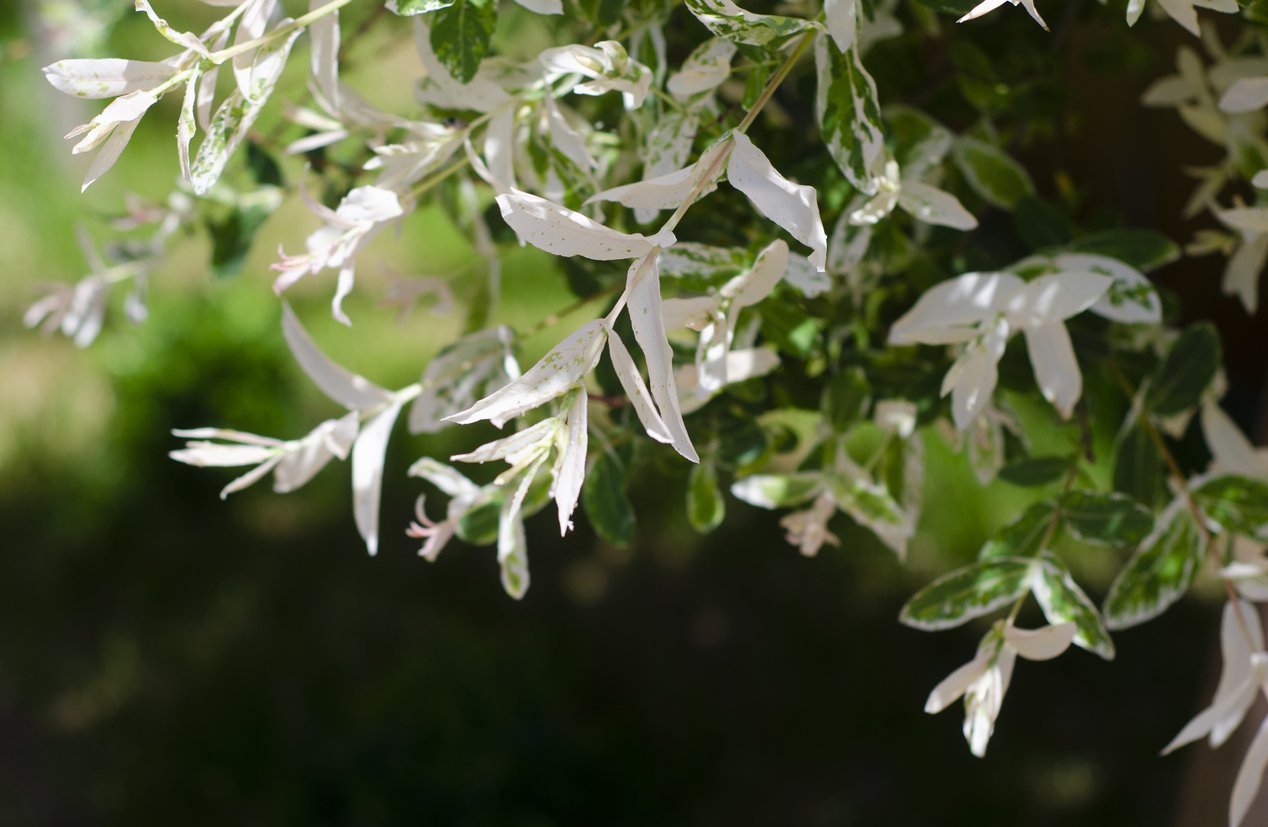 Wierzba HAKURO NISHIKI krzew - 3