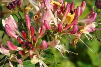 Wiciokrzew pomorski SEROTINA