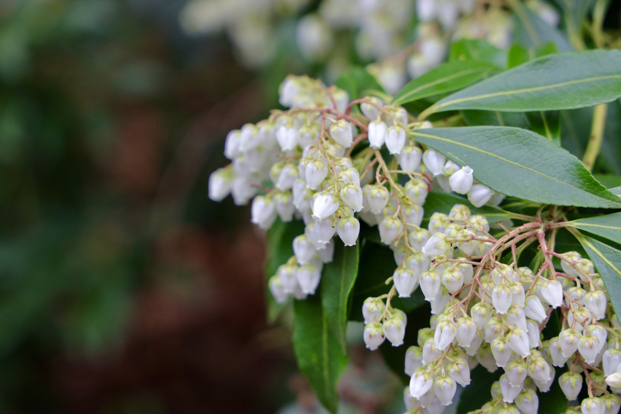 Pieris japoński DEBUTANTE