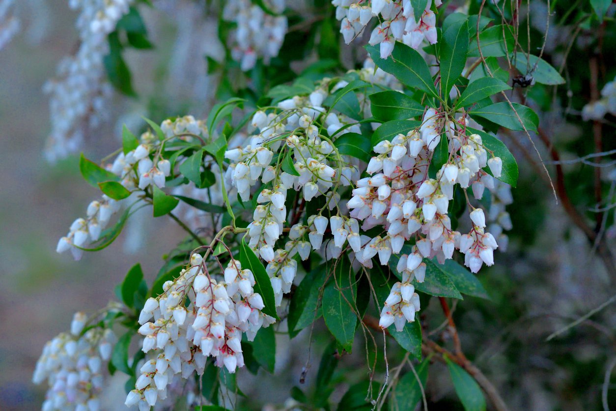 Pieris japoński DEBUTANTE