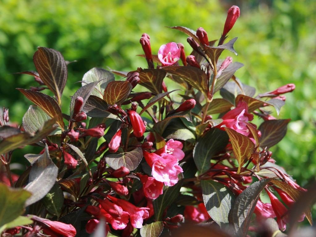 Krzewuszka cudowna ALEXANDRA - 2