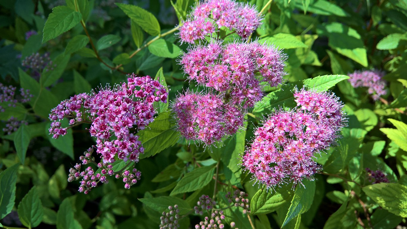 Tawuła japońska JAPANESE DWARF - 3