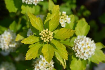 PĘCHERZNICA ŻÓŁTOLISTNA LUTEUS